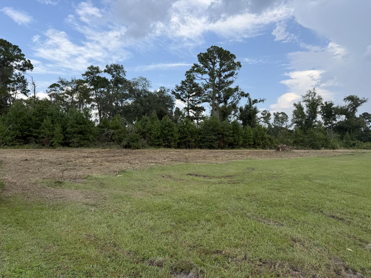 The same edge after clearing, with the brush mulched flat and a row of pines and cedars left standing