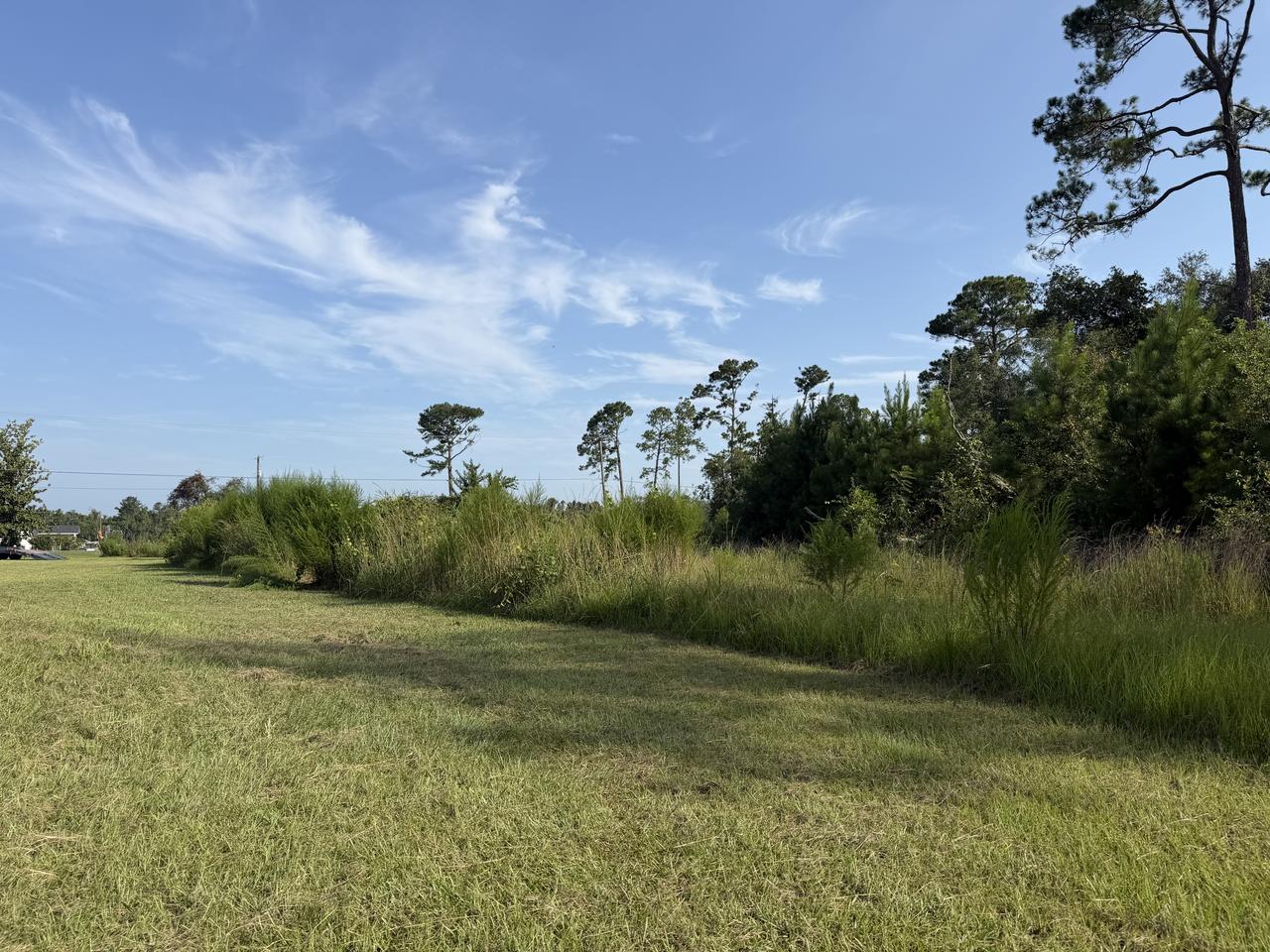 Tall grass, scrub and volunteer cedars grown up in a strip along the property edge before clearing