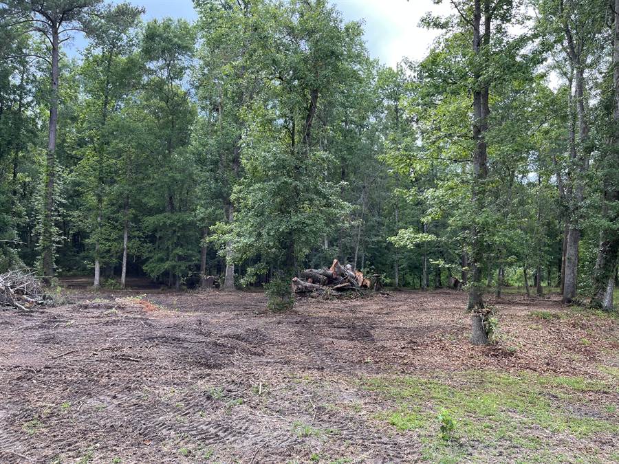Same lot after selective underbrush clearing, mature trees left standing