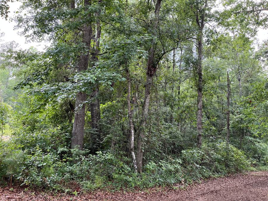 Overgrown wooded lot before clearing in Cook County, Georgia