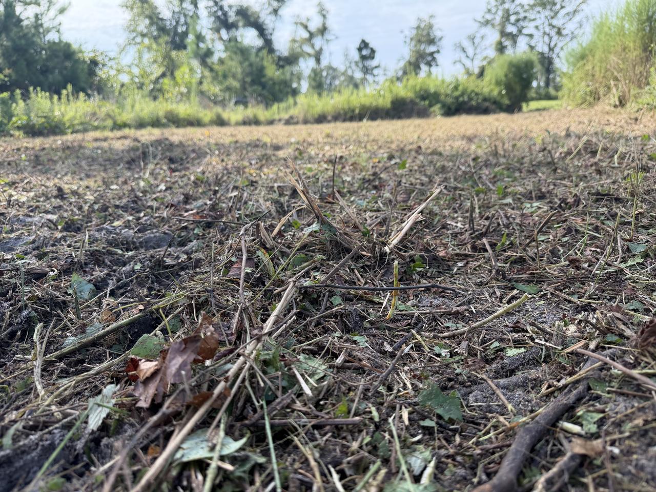 Close view at ground level of the mulch mat left behind — chipped sticks, leaves and shredded brush lying over the soil